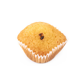 Chocolate corn muffin isolated