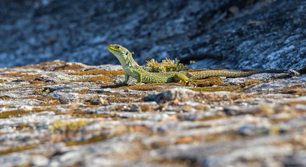 Lacerta lepida - Green Lizard of Iberian Peninsula, Portugal.