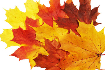 Red and yellow maple leaves on white background