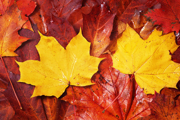 Red and  yellow wet maple leaves