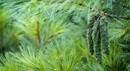 Fototapeta premium Young pine cones, with drops of resin on the surface. Macro photography