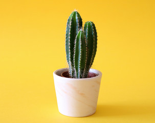 Mexican Fencepost Cactus in a white planter isolated on a bright yellow background