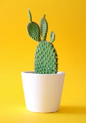 Keuken foto achterwand Cactus Cactus met konijnenoren in een witte plantenbak geïsoleerd op een felgele achtergrond