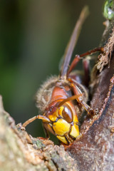 Macro of Hornet / Nahaufnahme Hornisse