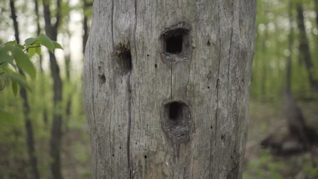 Woodpecker holes in a tree with a centipede in it.