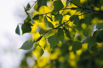 Close up on a green brich tree leaves