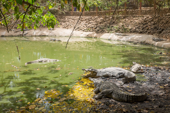 Crocodiles at Kachikally Crocodile Pool in Bakau