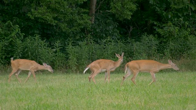 Whitetail deer in a field