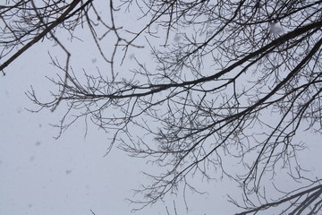 Obraz premium Winter 9