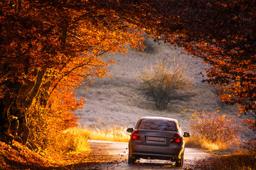 The car drives through a beautiful arch of autumn trees.. Republic of Crimea