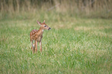 Whitetail deer fawn