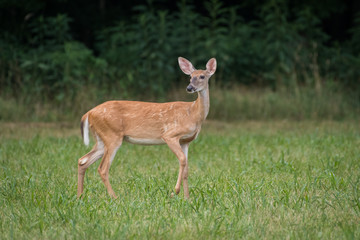 Whitetail deer doe