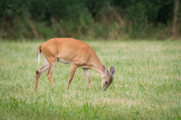 Whitetail deer doe eating grass