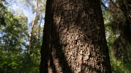 Fototapeta na wymiar Trunk of a tree close-up in a forest
