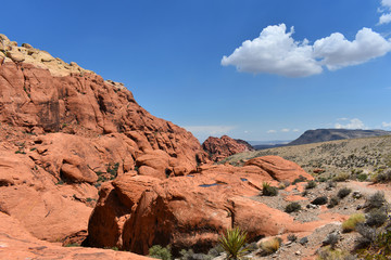 Fototapeta premium Red Rock Canyon