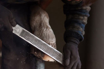 Blacksmith putting up the horse shoes