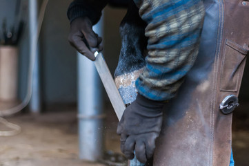 Blacksmith putting up the horse shoes