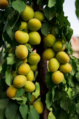 immature apricot fruit