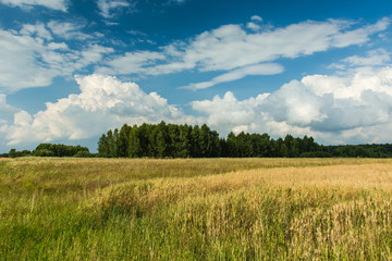Field of grain, copse and clouds in the sky