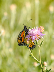 Feeding Monarch