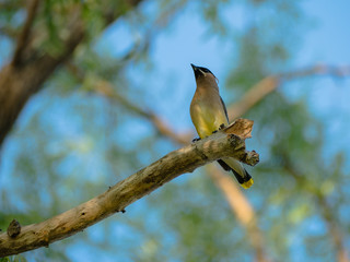 Cedar Waxwing