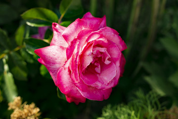 pink rose in the branch