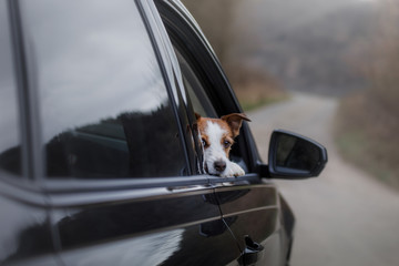 the dog is in the car. Travel of the pet. Jack Russell Terrier Outside