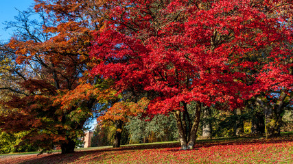 Rusty tree with a beautiful carpet of fallen leafs on the ground.
