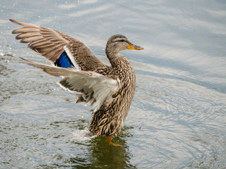 Flapping Mallard
