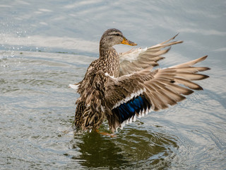 Flapping Mallard