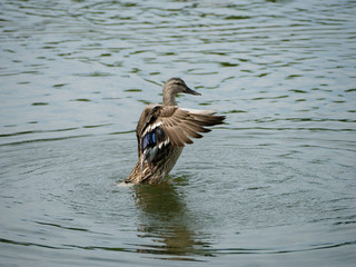 Flapping Mallard