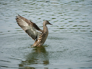 Flapping Mallard