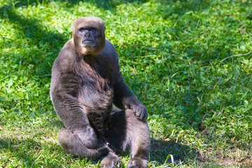 Woolly Monkey portrait