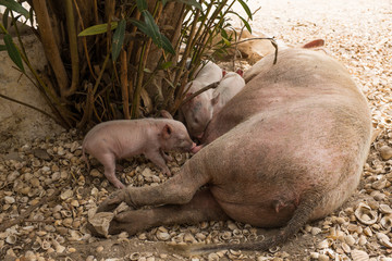Piglet Suckling Sow Milk