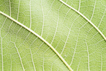 close up view of green leaf