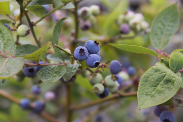 Blueberries Ripening on a Bush