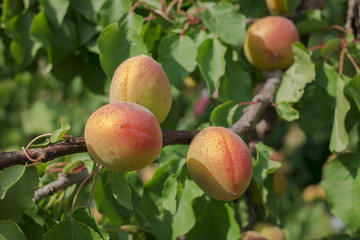 apricot fruit tree