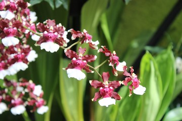 PRETTY PINK AND WHITE ORCHIDS