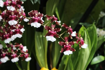 PRETTY PINK AND WHITE ORCHIDS