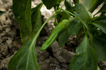 pepper in the garden