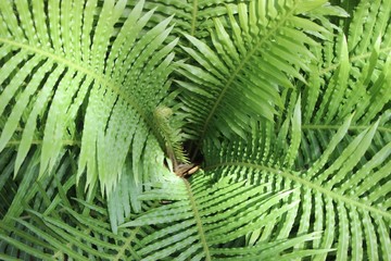 DELICATE GREEN FERN PLANTS