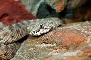 Sidewinder rattlesnake (Crotalus cerastes)