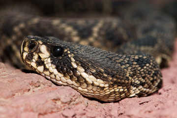 Eastern diamondback rattlesnake (Crotalus adamanteus)