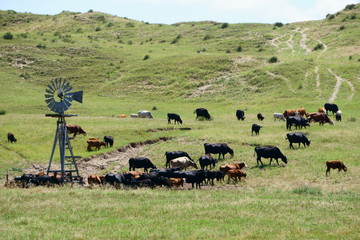 Cattle ranching in the midwest
