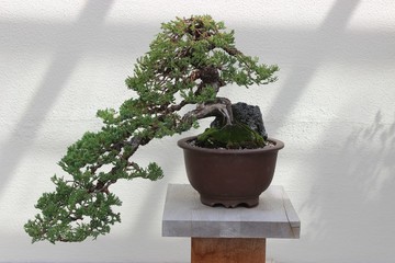 ORIENTAL BONZAI TREES