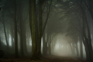Névoa no bosque