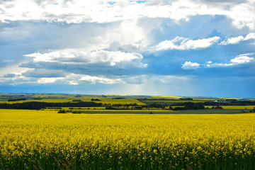 Yellow Canola Field and Storm Clouds