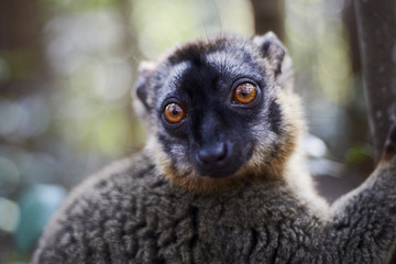 Lemur Portrait