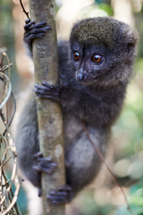 Bamboo Lemur © Todd