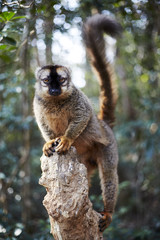 Lemur Island